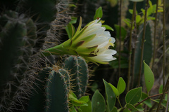Cereus peruvianus